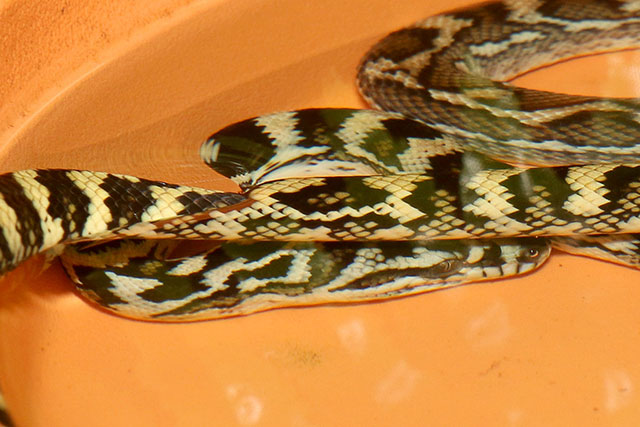 A snake hiding underwater