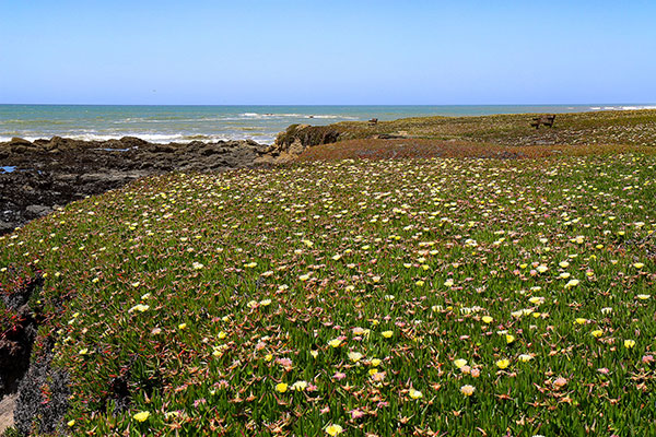 Pigeon Point Lighthouse