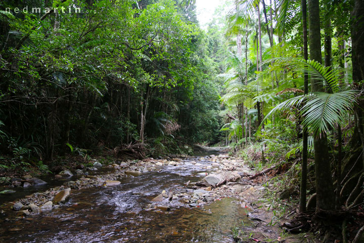 Cougal Cascade, Currumbin Creek