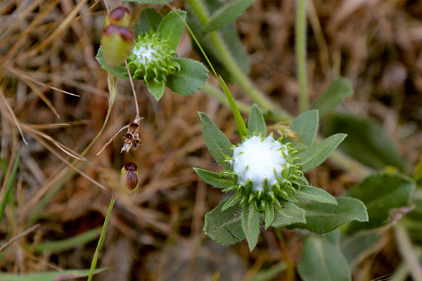 Some of the many flowers at Point Reyes National Seashore