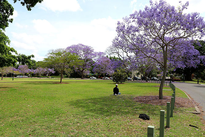 Jacarandas at New Farm Park