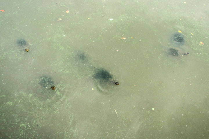 Fearsome turtles in the very dirty UQ Lake