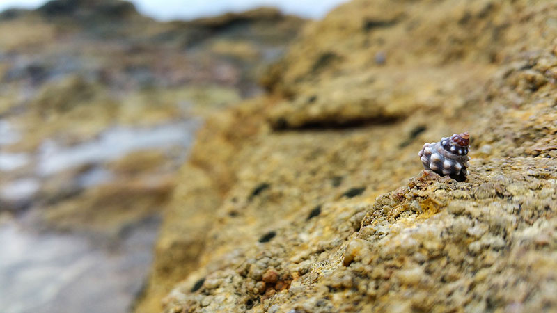 An artistically photographed sea life