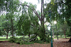 A fallen tree in the Brisbane Botanic Gardens