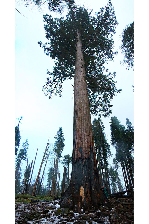 Bronwen with a Giant Sequoia at Mariposa Grove