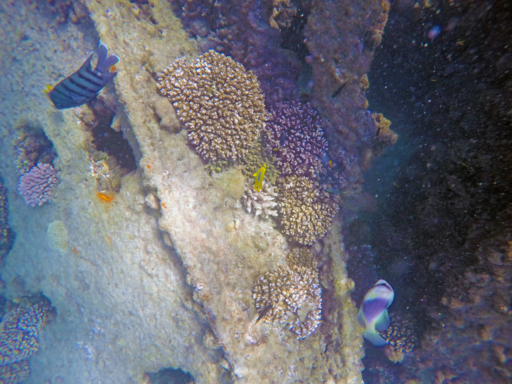 Snorkelling at Tangalooma Wrecks on Moreton Island