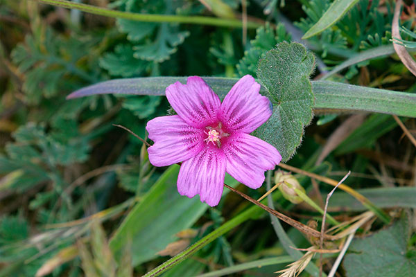 Some of the many flowers at Point Reyes National Seashore