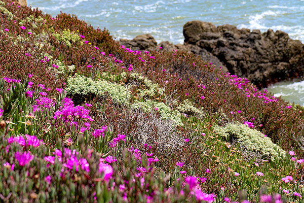 An abundance of wildflowers at Pigeon Point Lighthouse