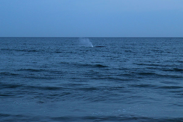 A whale spouting
