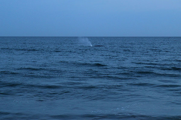 A whale spouting