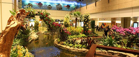 Changi Airport’s Orchid Garden & Koi Pond
