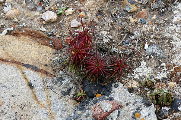 Some of the many flowers at Point Reyes National Seashore