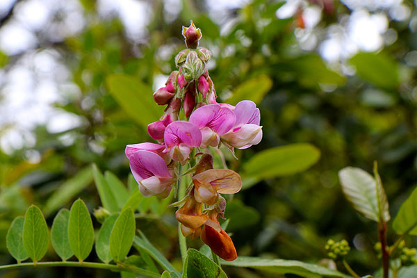 Some of the many flowers at Point Reyes National Seashore