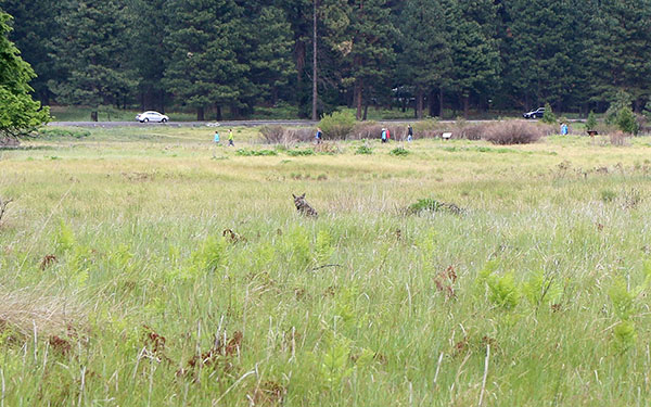 A fox jumps through the grass