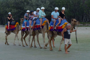 Camels on Stradbroke Island