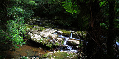 Coomera Creek, Binna Burra