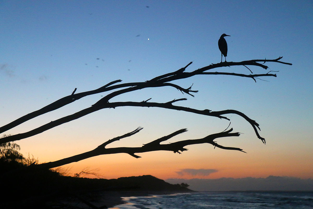 A lone flying animal watches the sharks