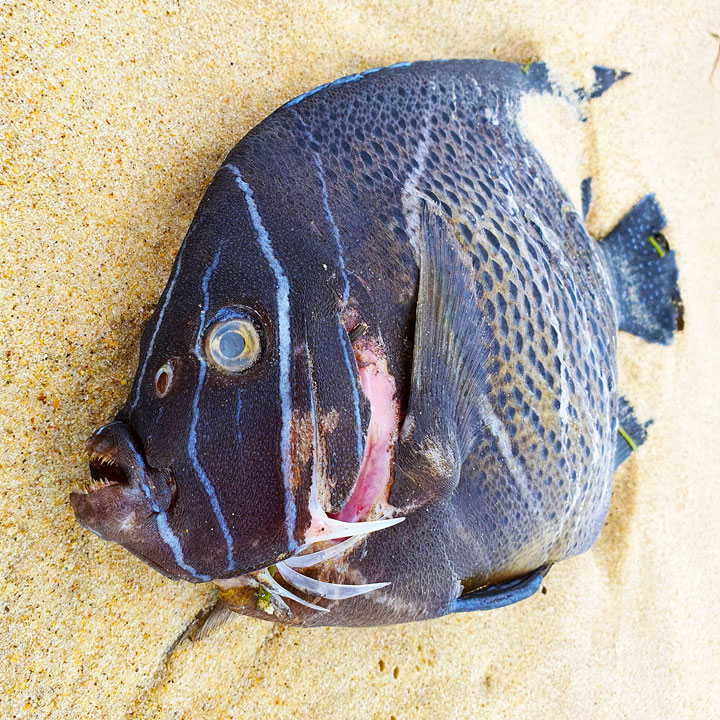 “Land Snorkelling” on Stradbroke Island