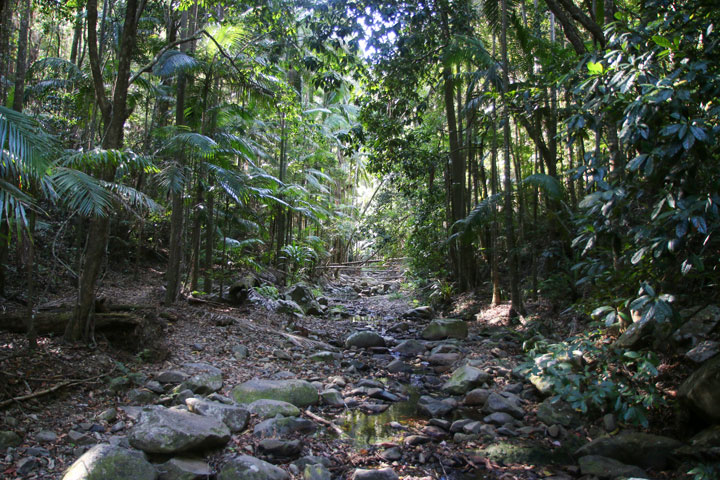 Cougal Cascades, Currumbin