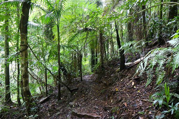 The path through fern trees