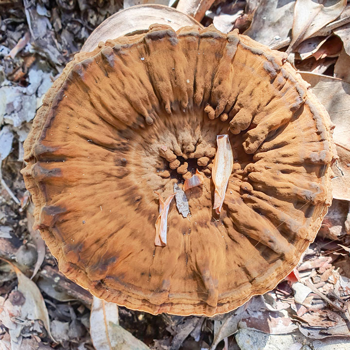 Funguses at Brown Lake, Stradbroke Island