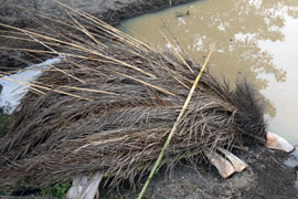 A porcupine