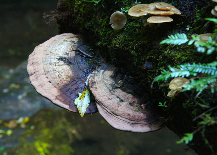 Mushrooms, Coomera Circuit