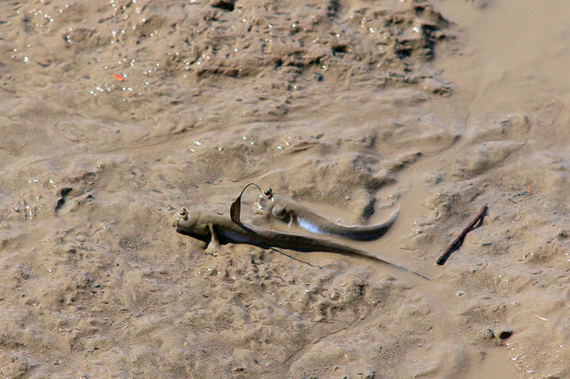 More scary animals in the Brisbane River mud