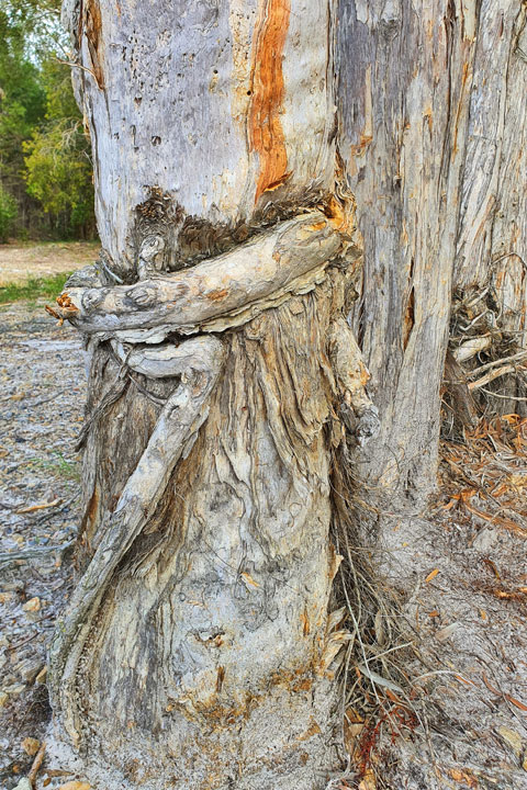 A tree at Brown Lake