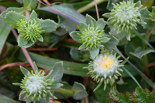 Some of the many flowers at Point Reyes National Seashore