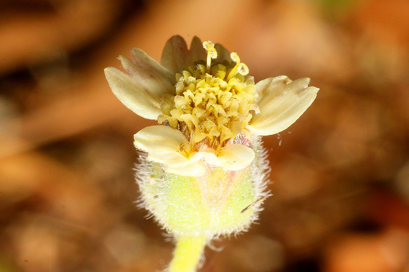 A small flower I found in the yard