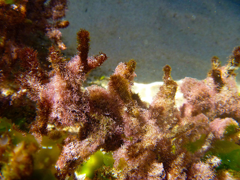 Looking out of the sea forest