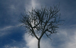 Cool tree, Sculpture by the Sea