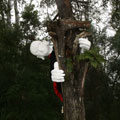 Scarecrows at Tamborine Mountain