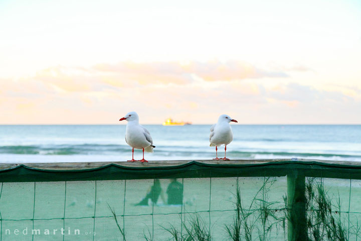 Two seagulls