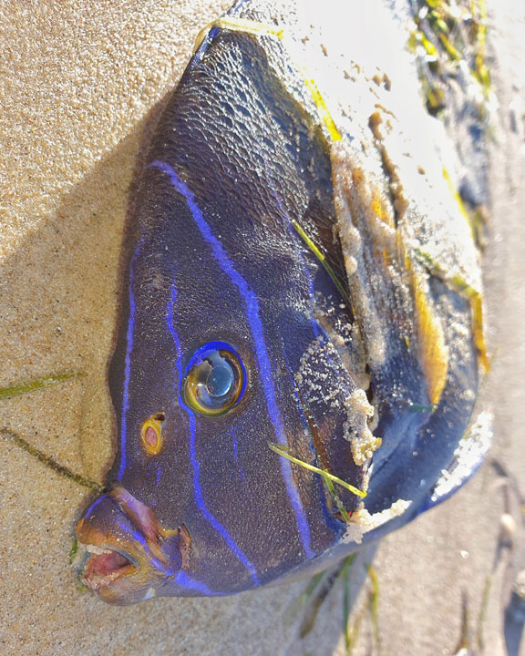 Seeing amazing fish without even snorkelling