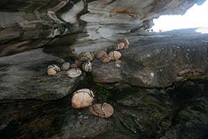 Sculpture by the Sea