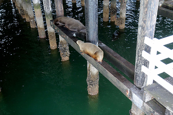 Elephant seals stuck on the pier at Santa Cruz