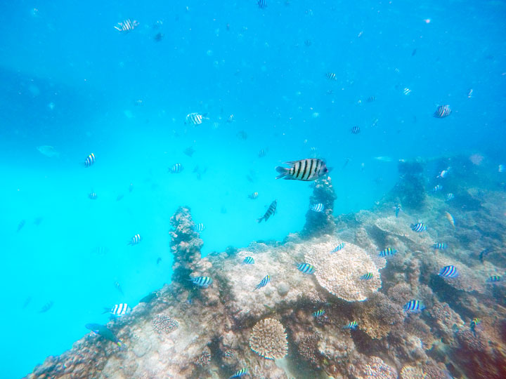 Snorkelling at Tangalooma Wrecks on Moreton Island