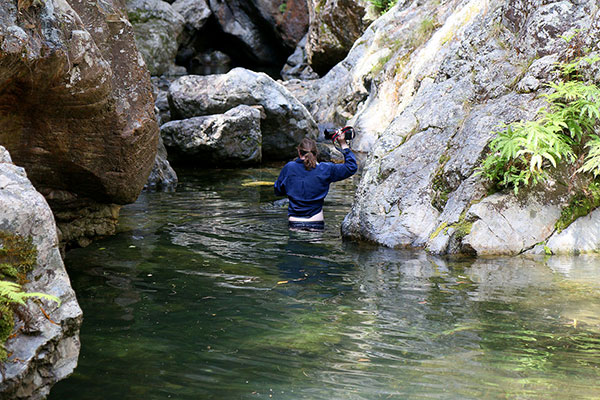 Maz heading upstream through the water