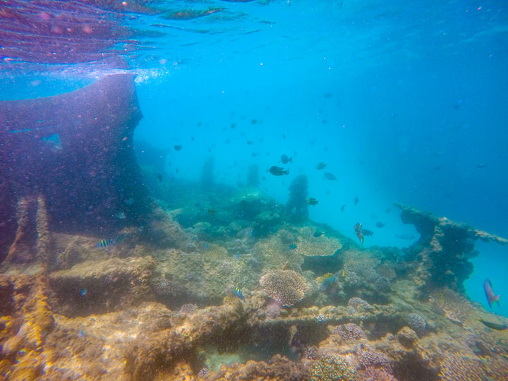 Snorkelling at Tangalooma Wrecks on Moreton Island