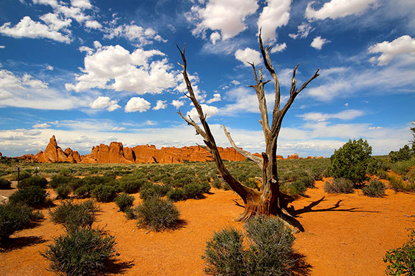 The desert in Arches National Park