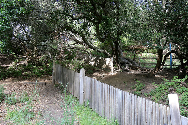 A fence that was torn apart in the 1906 earthquake