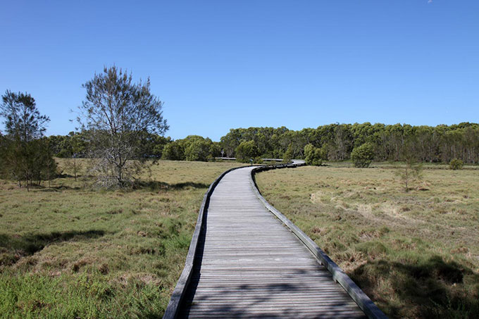 Boardwalk in Boondall Wetlands