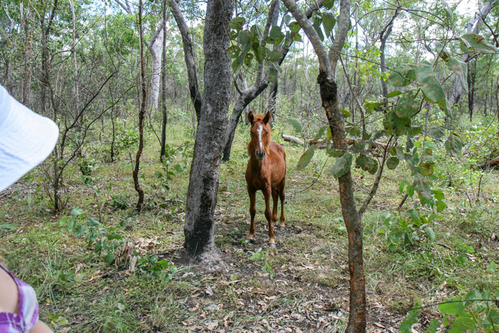 Bronwen, Northern Territory