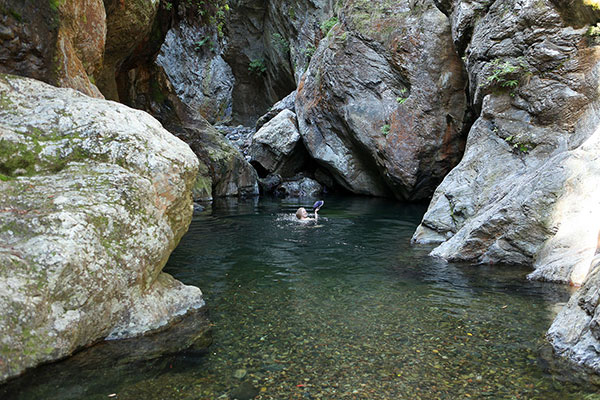 Bronwen swimming upstream