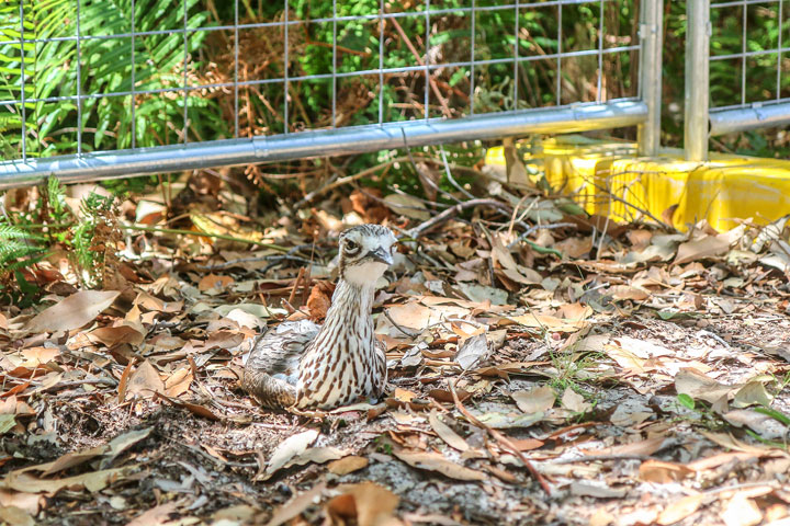 Island Vibe Festival 2019, Stradbroke Island