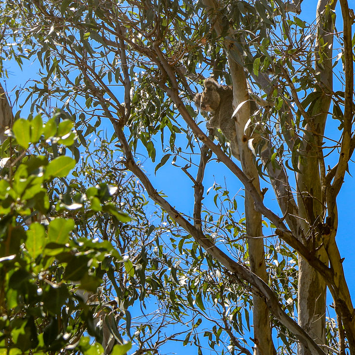 A koala in a tree, Island Vibe Festival 2019, Stradbroke Island