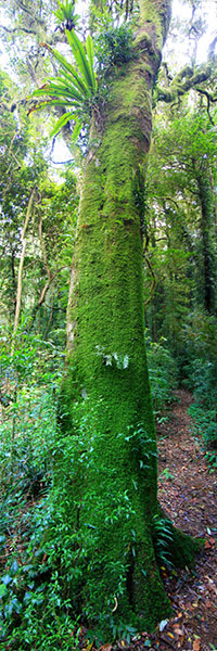 A mossy tree, Lamington National Park