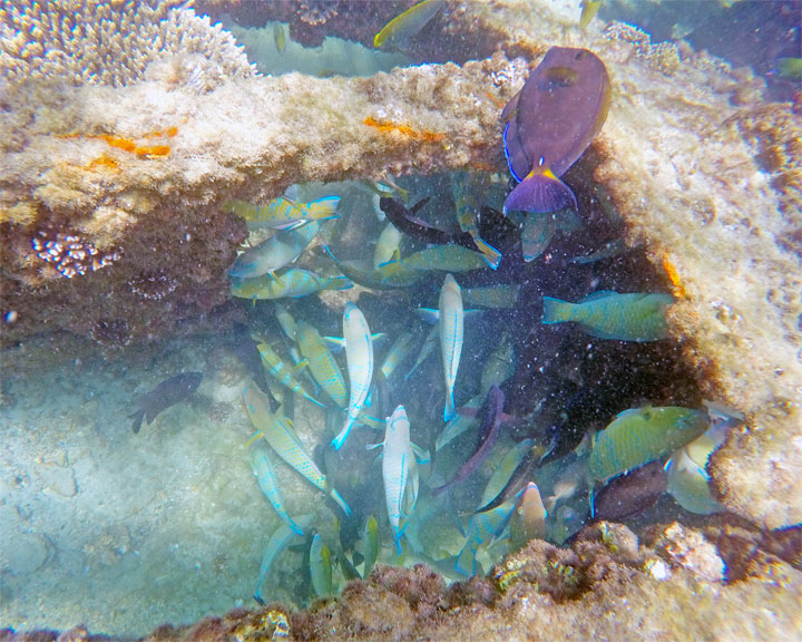 Snorkelling at Tangalooma Wrecks on Moreton Island